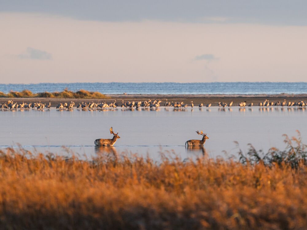 Hirschbrunftzeit im Nationalpark Vorpommersche Boddenlandschaft